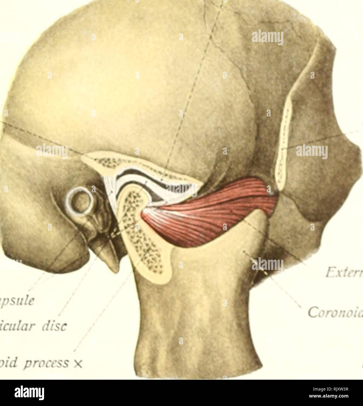 . Atlas and text-book of human anatomy. Anatomy -- Atlases. Mastoid process Stylomandibular figment  Fis^. 1S9. Coronoid process Condyloid process Articular eminence Zygomatic process of temporal bone X. Pterygoid process Temporal bone Sphenoid bom- Sphrnomandi- bular ligament. Please note that these images are extracted from scanned page images that may have been digitally enhanced for readability - coloration and appearance of these illustrations may not perfectly resemble the original work.. Sobotta, Johannes, 1869-1945; McMurrich, J. Playfair (James Playfair), 1859-1939. Philadelphia, Sau Stock Photo