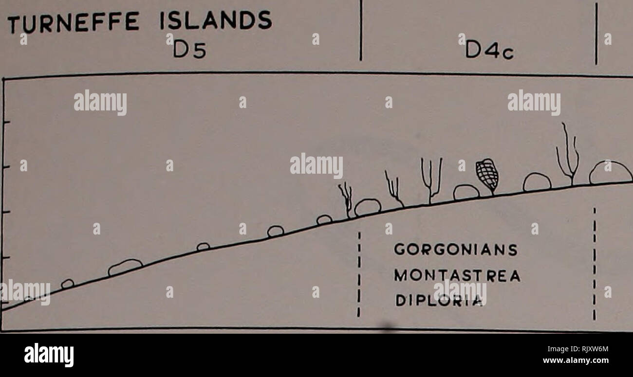 . Atoll research bulletin. Coral reefs and islands; Marine biology; Marine sciences. TURNEFFE ISLANDS D5. D4b D4Â« D3 D2 ^ ^.^.rtoxo^lalai^ta ACROPORA CERVICORNIS DIPLORIA MONTASTREA MONTASTREA ANNULARIS DIPLOPIA LABYRINTHIFORMIS DIPLORIA STRIGOSA PORITES PORITES AGARICIA AGARICITES GORGONIANS M. ANNULARIS PORITES THALASSIA MONTASTREA ANNULARIS PORITES LAGOON THALASSIA LIGHTHOUSE REEF E5 E4 E3 E2 GLOVER'S REEF F5 El . . ( X t^^^^ff^^)?r^ jwwwtit*Wibi&amp;wr f n o SAND FLAT MONTASTREA ANNULARIS | ACROPORA CERVICORNISJ GORGONIANS ACROPORA PALMATA j 1 MONTASTREA   dâ-*--* &lt;1 MILLEPORA A Stock Photo