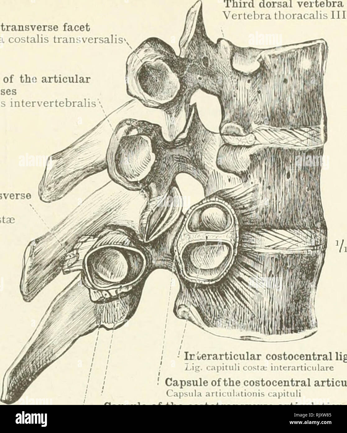 . An atlas of human anatomy for students and physicians. Anatomy. Costotransverse facet Fovea costalis transversal Capsule of the joint of the articular processes Capsula articulationis intervertebralis Posterior costotransverse ligament Lig. tuberculi costal Capsule of the joint of the articular pro:r3ses Capsula articulationis iLtervertebralis Fig. 411.—Third, Fourth, and Fifth Cervical Vertebra SEEN FROM THE RlGHT 'ClVi .. Anterior superior costotransverse ligament Lig. coslotransversarium antertus Ir Particular costocentral ligament / •' Capsule of the costocentral articulation Capsula ani Stock Photo