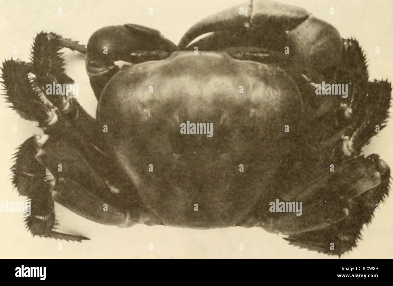 . Atoll research bulletin. Coral reefs and islands; Marine biology; Marine sciences. Fig. 4. Sesarma (Labuaniwn) TgardineH. Dorsal view of male, carapace length 28 mm from Nautua, Atafu. (Photo T.R. Ulyatt, National Museum of N.Z.). Fig. 5. Cardisoma aarnifex. Dorsal view of female, carapace length 64 mm from Atafu. (Photo R.R. Ulyatt). Please note that these images are extracted from scanned page images that may have been digitally enhanced for readability - coloration and appearance of these illustrations may not perfectly resemble the original work.. Smithsonian Institution. Press; National Stock Photo