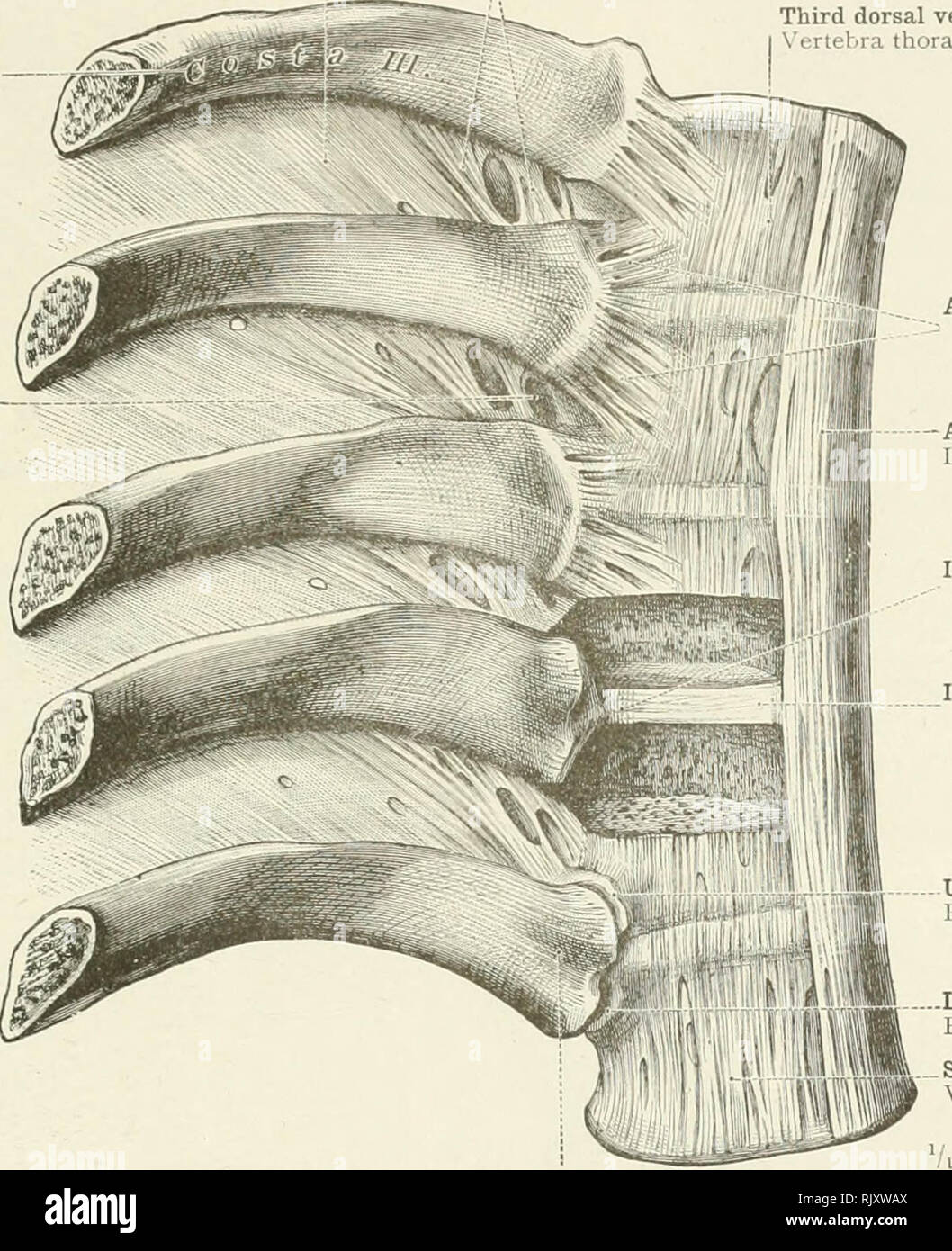 ligament costotransverse