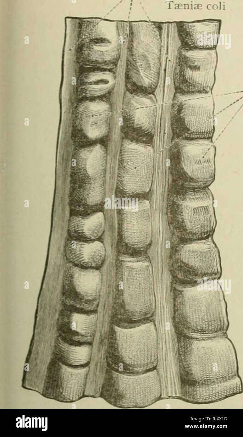 Taenia coli