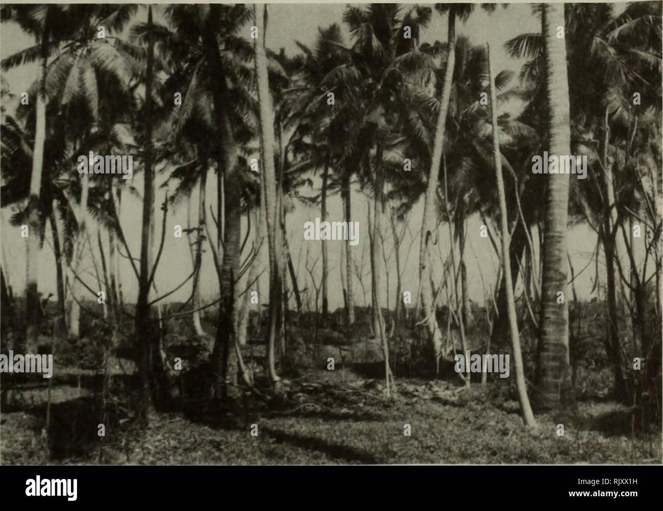 . Atoll research bulletin. Coral reefs and islands; Marine biology; Marine sciences. Plate 9. The narrow belt of Cordia subcordata and Thespesia populrea growing on phosphatic sandstone in Hirondelle Bay on the north-east coast. At Hirondelle Point (left of picture) tall Casuarina are used for roosting by Frigate birds. On the beach is a mat of Ipomoea pes-caprae extending out from the Cordia/Thespesia belt. Note the beach driftwood, the remains of Suriana maritima and Tournefortia argentea killed by the sea during the annual erosion cycle. In the foreground is a Green Turtle Chelonia mydas ne Stock Photo