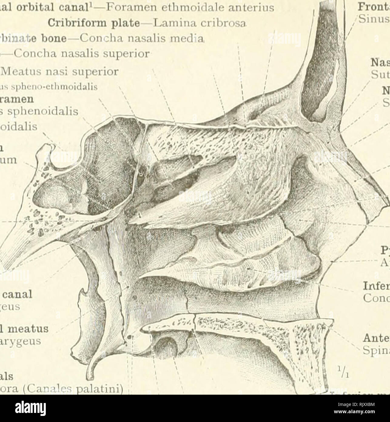 An atlas of human anatomy for students and physicians. Anatomy. 90 THE  SKULL AND THE BONj i OF THE SKULL Anterior internal orbital canal1- Foi  imen i thmoidale anterius Cribriform plate