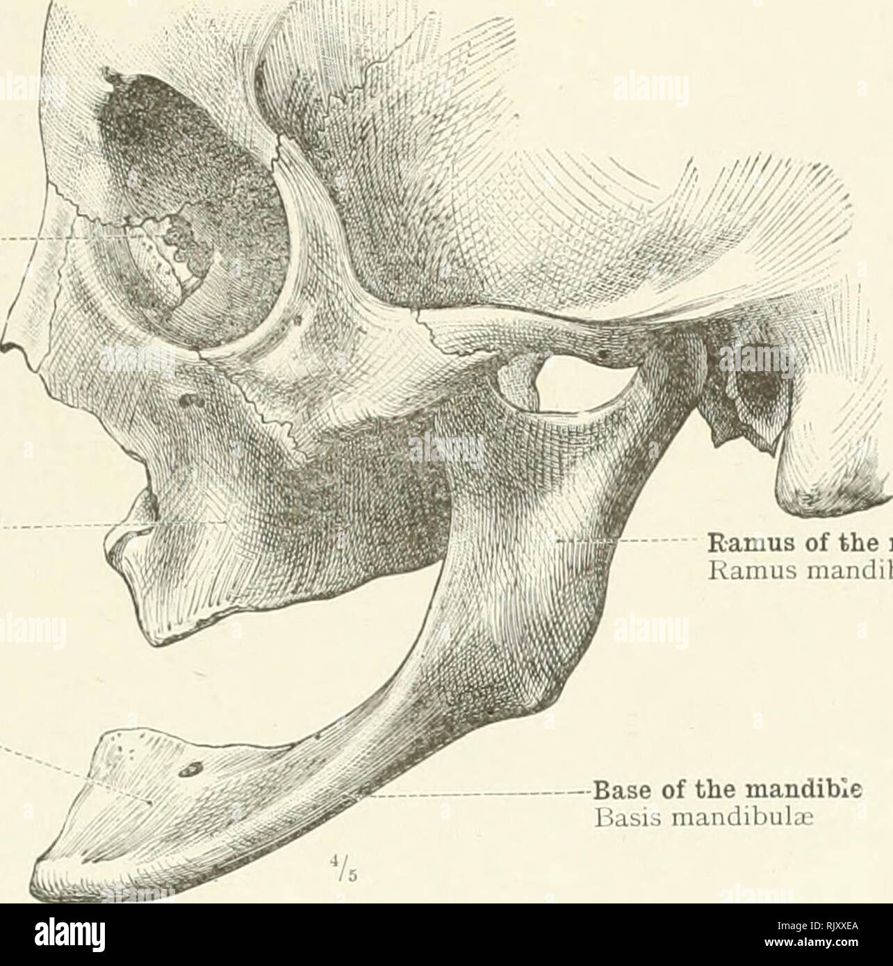 Ramus mandibulae