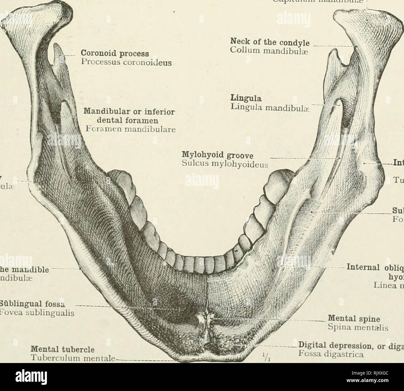 krysantemum Dyrt Kaptajn brie An atlas of human anatomy for students and physicians. Anatomy. â Ramus of  the mandible Angle of the jaw Angulus mandibular Body of the mandible  Mental tubercle Tuberculum mentale Mental protuberance