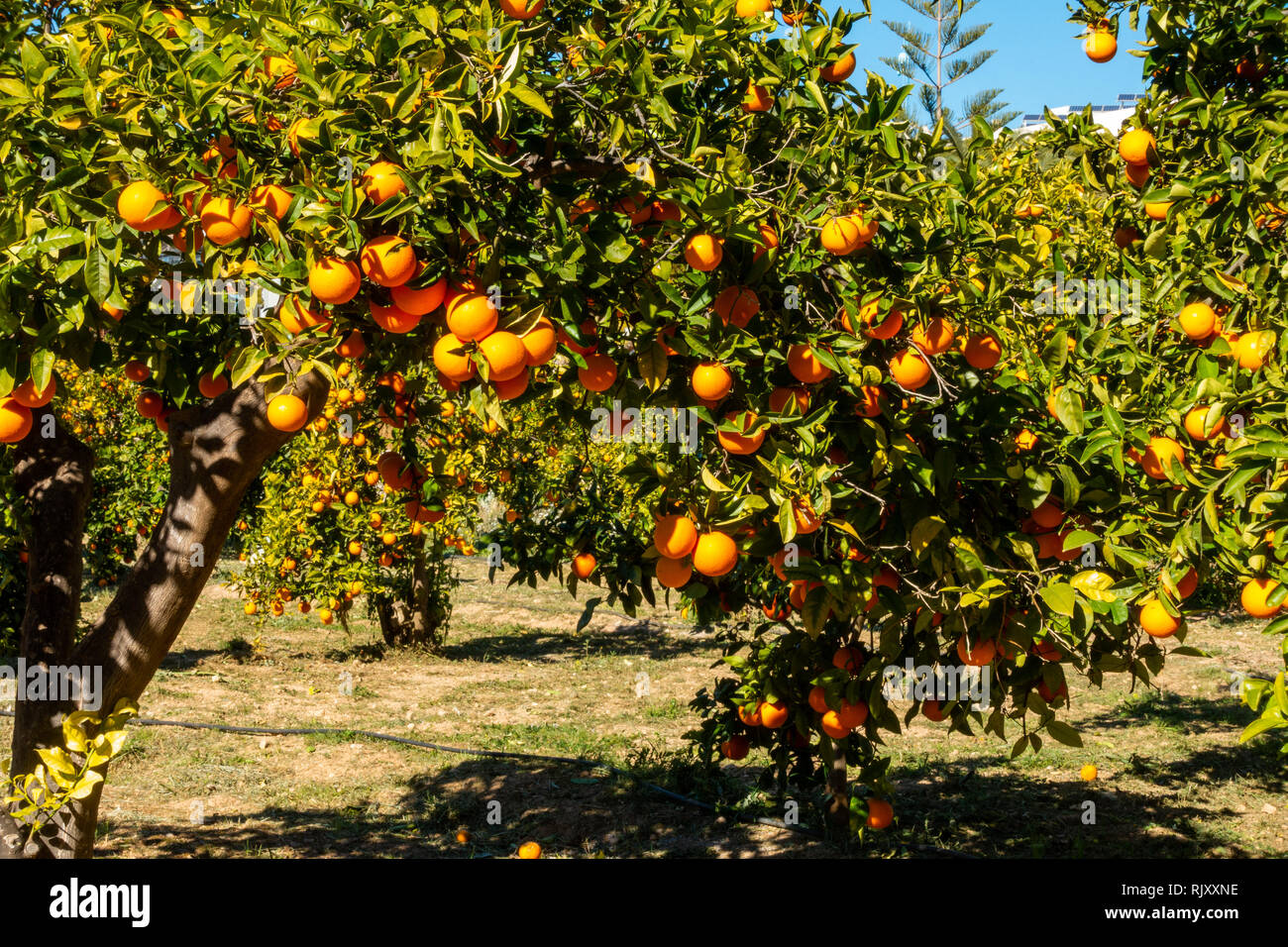 Spanish oranges hanging in an orange grove on a sunny day Stock Photo