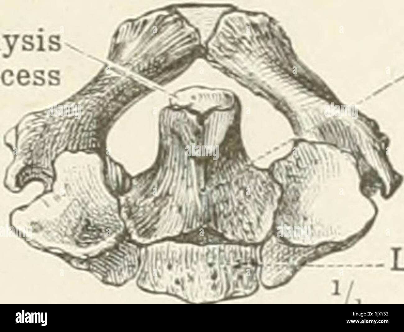 Odontoid Process High Resolution Stock Photography and Images Alamy