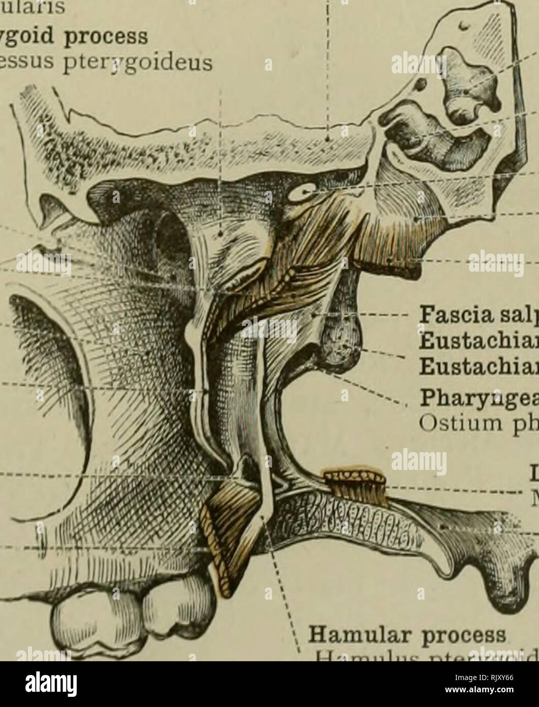 An Atlas Of Human Anatomy For Students And Physicians Anatomy Iicumflexus Or Tensor Palati Muscle M Tensor Ell Palatini Levator Palati Muscle M Leator Veil Palatini Stylopharyngeus Muscle Digastric Muscle Posterior