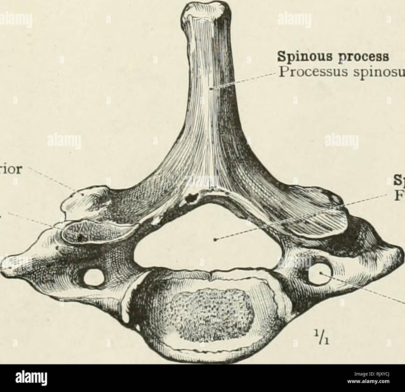 Superior Articular Process High Resolution Stock Photography And Images Alamy