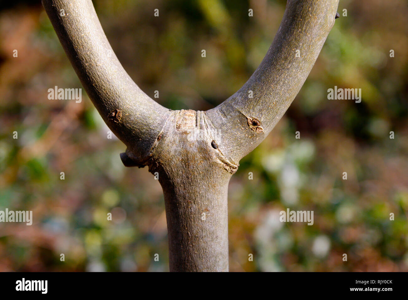Close up branch joint trunk hires stock photography and images Alamy