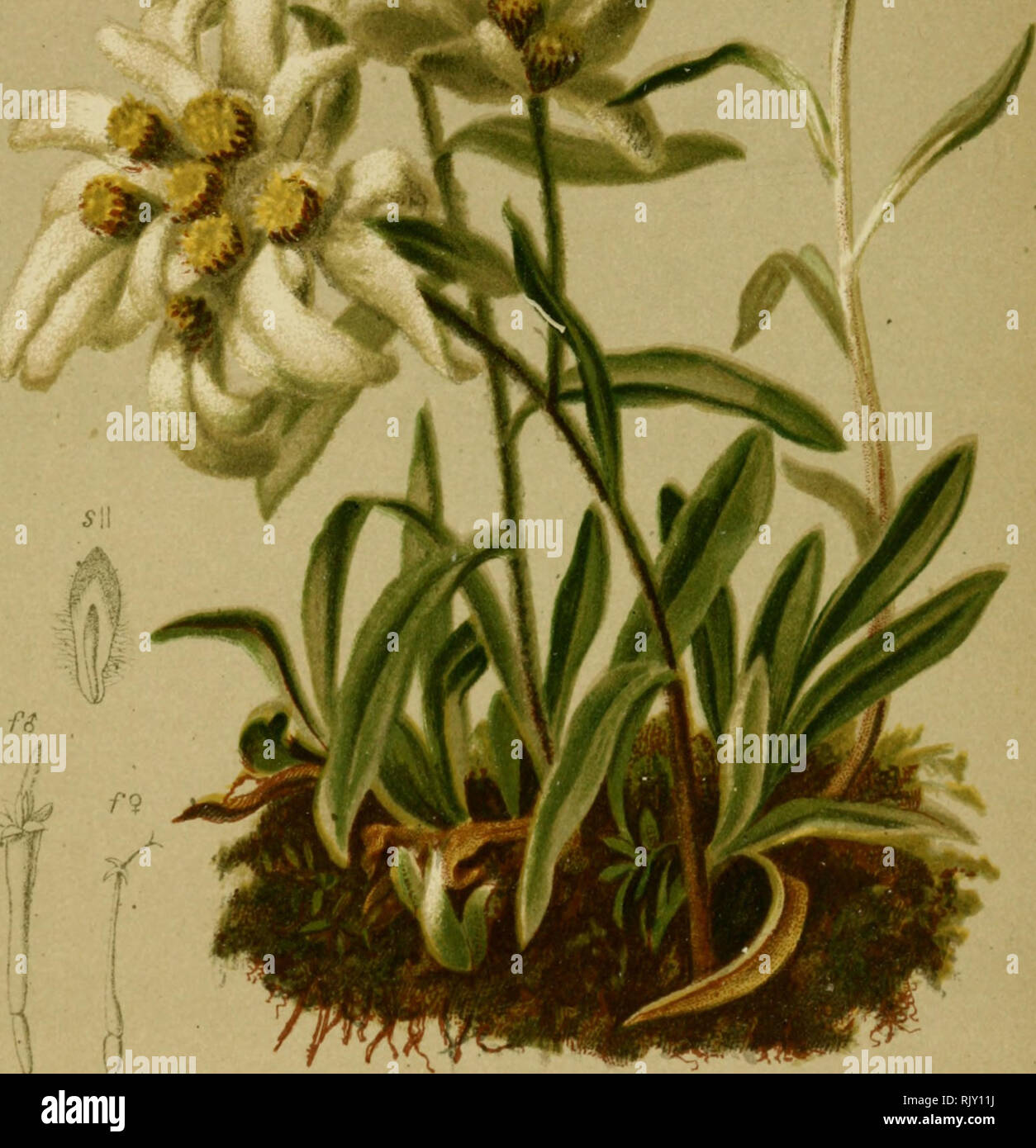 . Atlas der Alpenflora. Mountain plants. f 235. rSf&gt;«*.&quot;&gt;.^'. Gnaphalium Leontopodium (L.) Scop. — Strahliges Ruhrkraut, Edelweiss. Alpenkcite, trockene Stellen, 1300—lyoo M.. bes. auf Kalk, Jitli—September. Please note that these images are extracted from scanned page images that may have been digitally enhanced for readability - coloration and appearance of these illustrations may not perfectly resemble the original work.. Hartinger, Anton, b. 1806; Dalla Torre, K. W. von (Karl Wilhelm), 1850-1928; Deutscher Alpenverein (Founded 1874). Wien : Eigenthum und Verlag des Deutschen und Stock Photo
