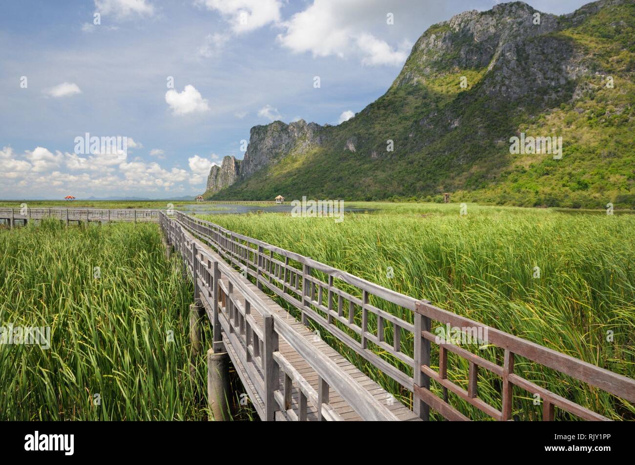 Wooden footpath through wetlands and swamp covered with water lily and reed at the foot of the mountain in Khao Sam Roi Yot National Park in Thailand Stock Photo
