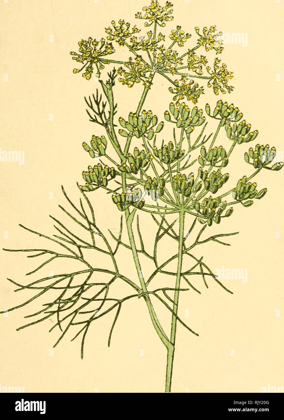 . Atlas de poche des plantes des champs, des prairies et des bois : a l'usage des promeneurs et des excursionnistes. Botany. Vignes, coteaux arides. — Fleurit en juillet et août.. Fenouil officinal. Foeniculum otiicinale. — Ombellifères. —. Please note that these images are extracted from scanned page images that may have been digitally enhanced for readability - coloration and appearance of these illustrations may not perfectly resemble the original work.. Siélain, R. Paris : P. Klincksieck Stock Photo