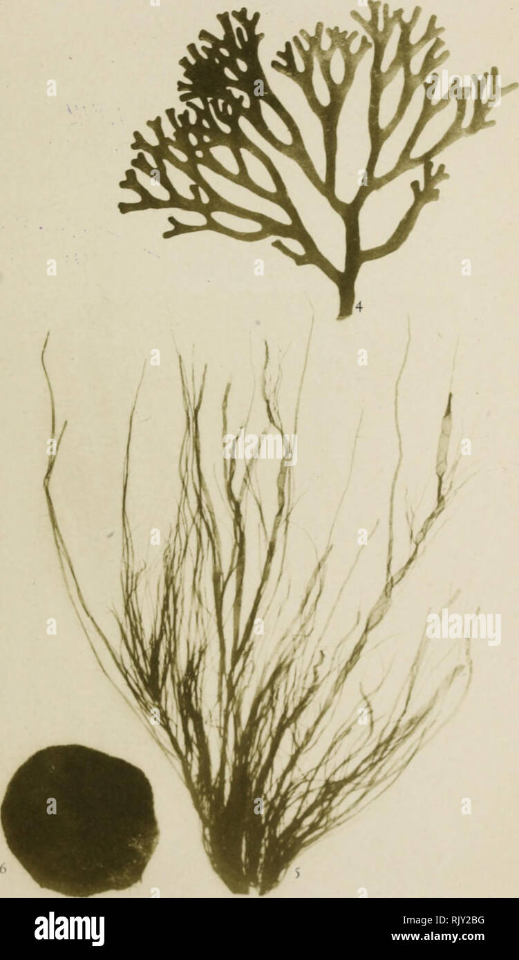 . Atlas des algues marines les plus répandues des côtes de France : 48 planches représentant 108 espéces d'algues faciles a récolter avec leur description ainsi que celles des espèces les plus viosines les moyens de les préparer et de les conserver. Marine algae. 'P. Hariot. Algues marines. 'Planche 2,. Tbololypit 'BELL Paul Kl INCKSII I  ( ( DU M TOM] NTOSl M. Stackh. ) ENTEROMORPHA COMPRESSA (L.) Ciuiv. ^ (ODIUM Bt RSA.. Please note that these images are extracted from scanned page images that may have been digitally enhanced for readability - coloration and appearance of these illustration Stock Photo