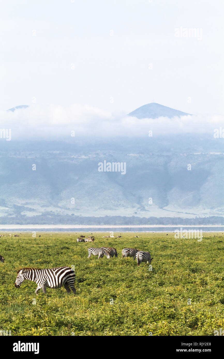 Landscape of NgoroNgoro crater. Tanzania, Africa Stock Photo
