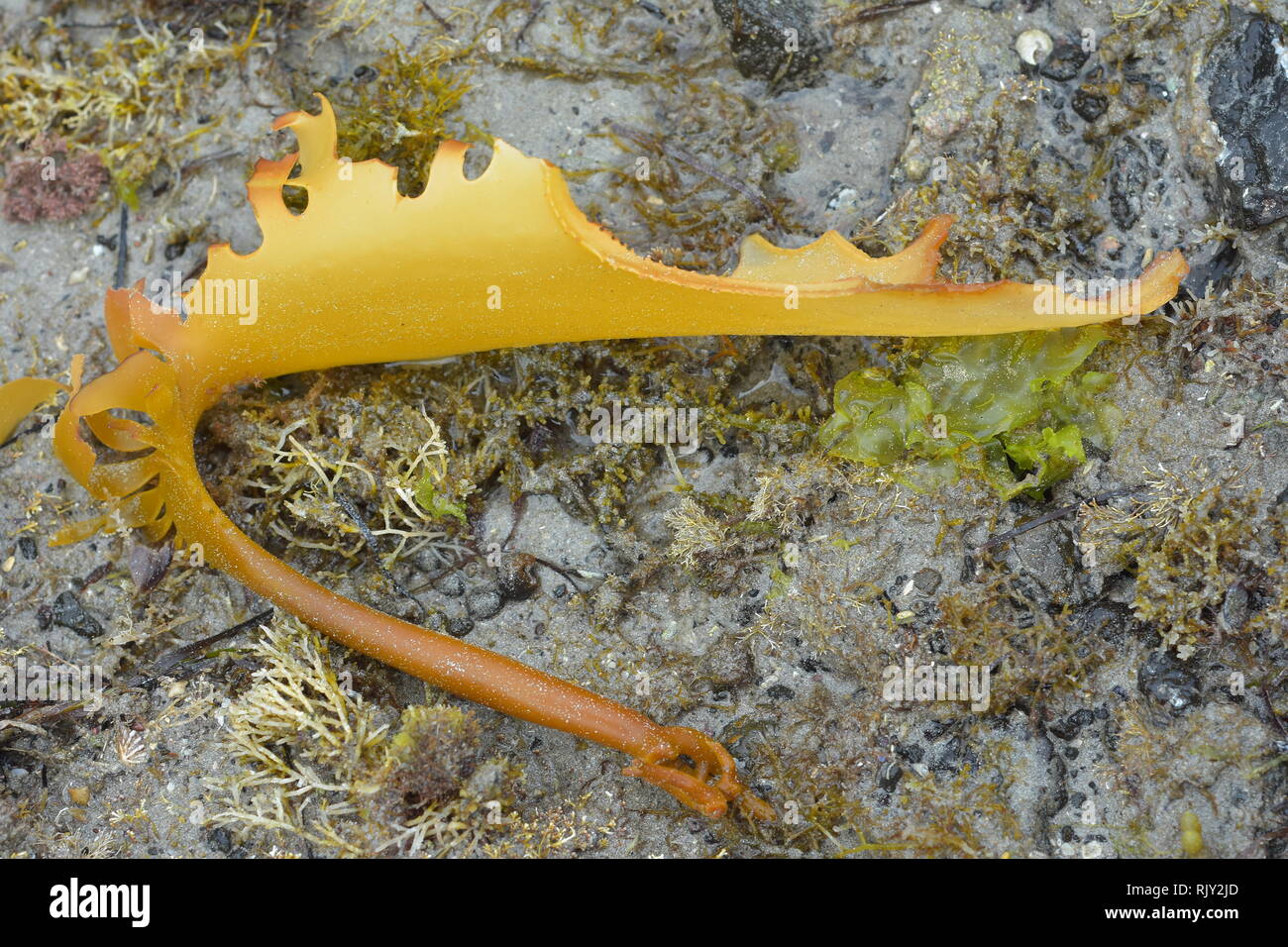 Frond of brown stalked kelp removed from its holdfast drying on rock face at low tide. Stock Photo