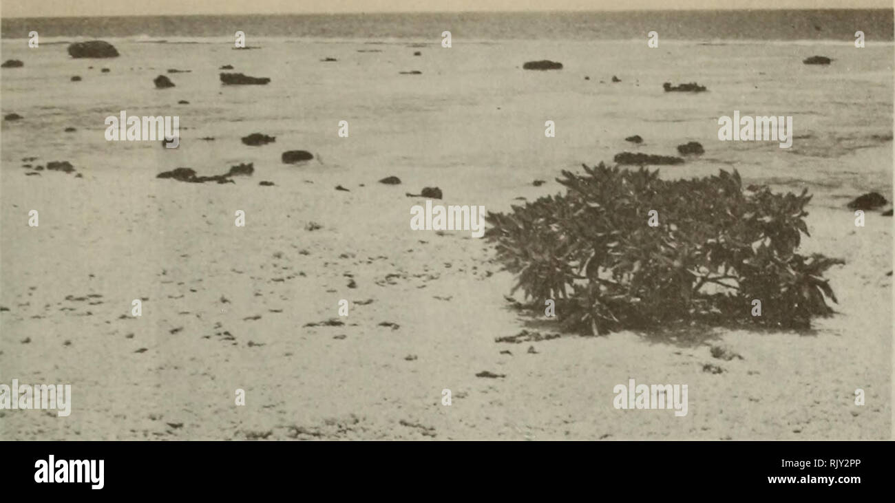 . Atoll research bulletin. Coral reefs and islands; Marine biology; Marine sciences. Fig. 1 Tournefortia argentea sur la plage, cote E; platier du recif seme de blocs de corail noirci. Fig. 2 Suriana maritima dans un fourre d'especes diverses longeant la cocoteraie cote ocean. (Figs. 1-8, Sachet, Dec. 1974).. Please note that these images are extracted from scanned page images that may have been digitally enhanced for readability - coloration and appearance of these illustrations may not perfectly resemble the original work.. Smithsonian Institution. Press; National Research Council (U. S. ).  Stock Photo