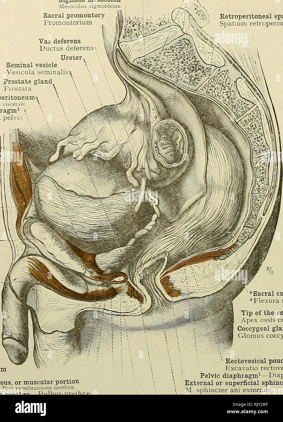 . An atlas of human anatomy for students and physicians. Anatomy. 534 TOPOGRAPHICAL ANATOMY OF THE PELVIC VISCERA Parietal peritoneum Peritoneum parietale , Sigmoid mesocolon Mesocolo 1 I'^moideum Sacral promontory Promontormm Sigmoid flexure of the colon Colon sigmoideum Retroperitoneal space bpatmm retrcperitonEale Vas deferens Ductus deferens Ureter Seminal vesicle Vesicula seminalis Prostate gland Prostata Visceral peritoneum* Peritoneum  iscerale  Pelvic diaphragm'^ &gt; Diaphragm! peh ib Parietal peritoneum Peritoneum parietat Summit or apex of the bladder Vertex vesicae Preperitoneal Stock Photo