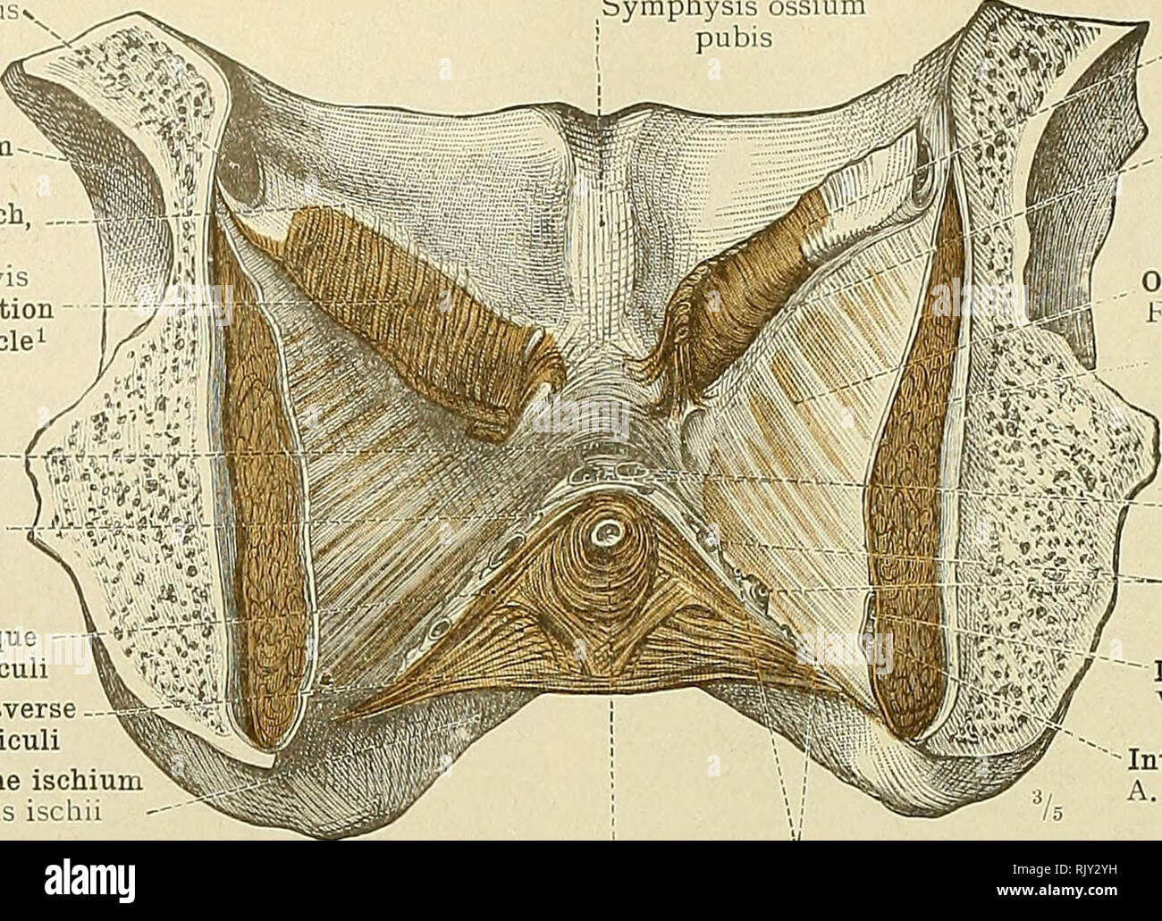 . An atlas of human anatomy for students and physicians. Anatomy. 532 MUSCLES OF THE PERINEUM Obturator canal Canalis obturatorius Acetabulum White line, or *tendinous arch, of the pelvic fascia&quot; Arcus tendineus fascia: pehis Origin of the pubic portion of the levator ani musclei Inferior pubic or subpubic ligament—Lig- arcuatum pubis Transverse ligament of the pelvis-' Lig. transversum pelvis Constrictor or com- I Oblique pressor urethrae or J fasciculi transversus perinei 1 Transverse profundus muscle' 1^ fasciculi Inferior ramus of the ischium Ramus inferior ossis iscliii Pubic symphys Stock Photo
