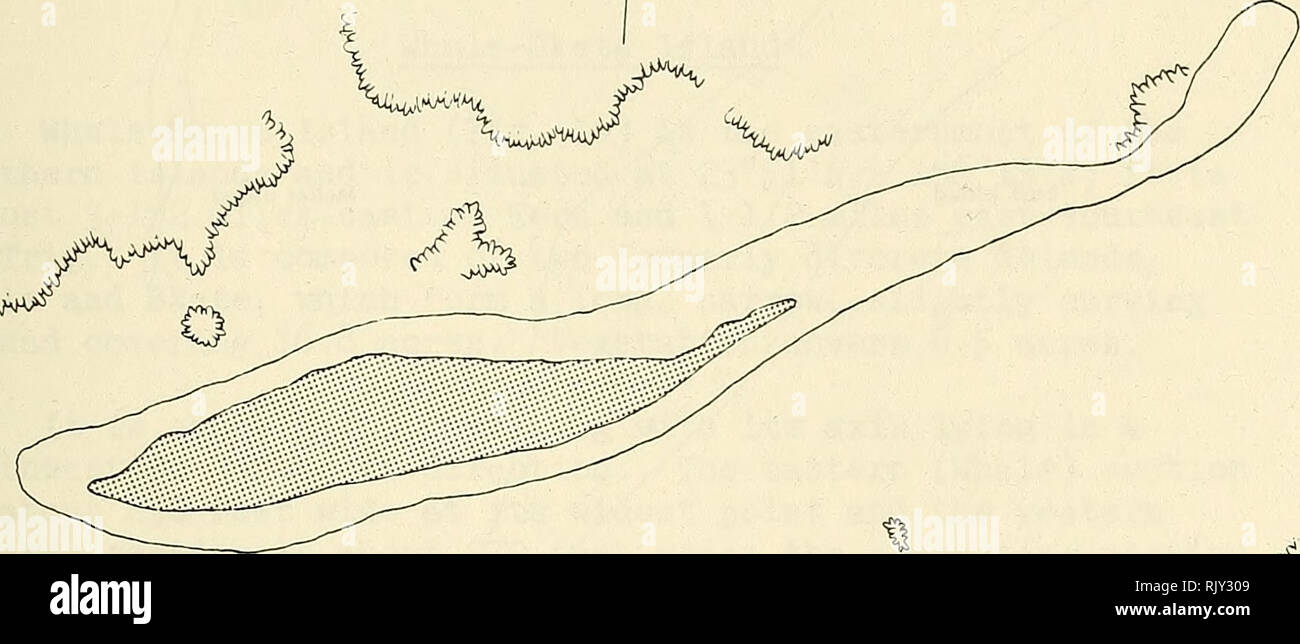 . Atoll research bulletin. Coral reefs and islands; Marine biology; Marine sciences. U^' 4 ^WAtf^W^ &quot;.(WA^ 15 V. ,.-^rs/V Figure 11. Tern Island, 2k June 1932. Redrawn from official U. S. Navy photograph. &gt;^&quot;^^... Please note that these images are extracted from scanned page images that may have been digitally enhanced for readability - coloration and appearance of these illustrations may not perfectly resemble the original work.. Smithsonian Institution. Press; National Research Council (U. S. ). Pacific Science Board; Smithsonian Institution; National Museum of Natural History  Stock Photo
