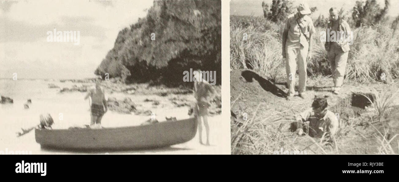 . Atoll research bulletin. Coral reefs and islands; Marine biology; Marine sciences. Figure 3. Frank Whitmore on folded bedded tuffs and a remnant of a laterized plateau, June, 1952. Figure 4. Large breakers on Cabras Island, Guam, following a typhoon, December 17, 1953.. a •' Figure 5. With a dinghy on Hilaan Beach, Guam, Figure 6. Soil-trench survey, Mt. Bataa. Guam. where we were looking at off-shore reefs (Josh July, 1954. Tracey on right). During my assignment in Guam I made several side trips to other islands, most notably Pagan and Fais and the islands of Ifaluk Atoll, the fourth of fiv Stock Photo