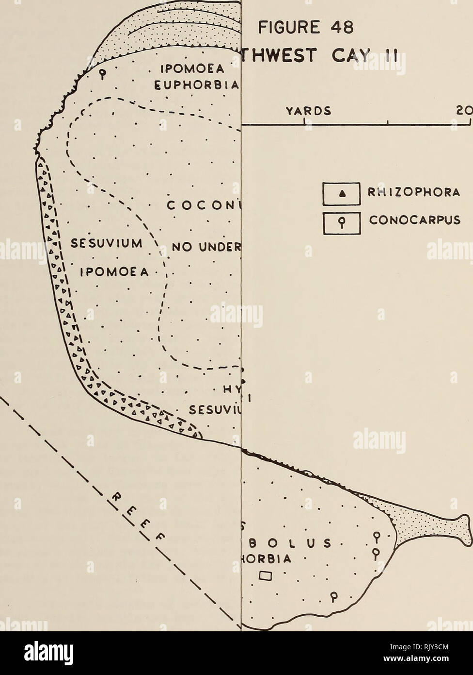 . Atoll research bulletin. Coral reefs and islands; Marine biology; Marine sciences. FIGURE 48 THWEST CAY II YARDS 200 I 1 RHIZOPHORA I 9 I CONOCARPUS. Please note that these images are extracted from scanned page images that may have been digitally enhanced for readability - coloration and appearance of these illustrations may not perfectly resemble the original work.. Smithsonian Institution. Press; National Research Council (U. S. ). Pacific Science Board; Smithsonian Institution; National Museum of Natural History (U. S. ); United States. Bureau of Sport Fisheries and Wildlife. Washington, Stock Photo