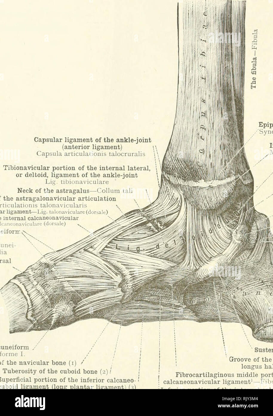 Talocruralis . An atlas of human anatomy for students and physicians. Anatomy. 242 ...