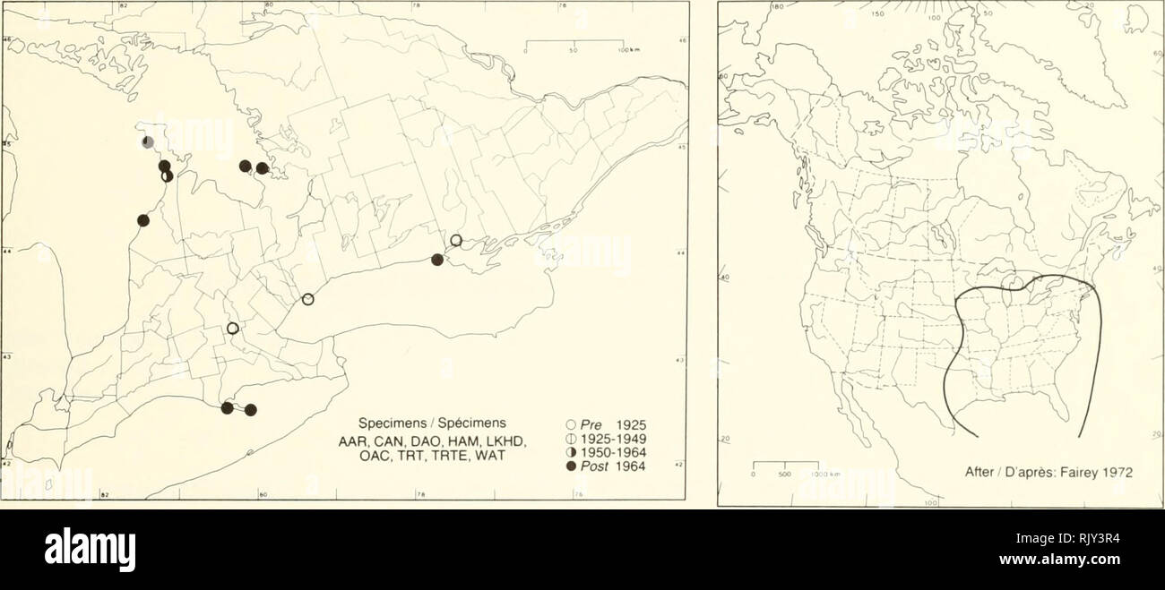 . Atlas of the rare vascular plants of Ontario. Rare plants; Botany. Atlas of the Rare Vascular Plants of Ontario / Atlas des plantes vasculaires rares de l'Ontario CYPERACEAE Scleria verticillata Muhl. ex Willd. Low nut-rush Scierie. HABITAT: Moist sandy meadows and sliores. STATUS: Rare in Canada. Endangered in Texas; threatened in Ohio and Wisconsin; rare in Illinois, Iowa, Minnesota, New Jersey, New York, and Tennes- see. NOTES: Occurs rather widely in southern Ontario, ho- wever, it is restricted to sandy shores of the Great La- kes. HABITAT: Prés et rivages humides et sablonneux. SITUATI Stock Photo