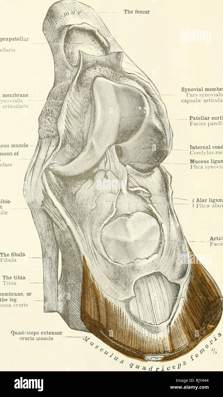 . An atlas of human anatomy for students and physicians. Anatomy. 2M THE ARTICULATIONS OF THE LOWER LIMB Bursa beneath the suprapatellar tendon 1 lursa suprapat Synovial membrane i â â :. i I I â capsula articularis Tendon of the popliteus muscle External lateral ligament of the knee-joint Lig. collateral fibulare Anterior superior tibio fibular ligament Ligg. capituli fibulae Synovial membrane Pars synovialis capsula: articularis Patellar surface Facies patellaris The tibia Tibia The interosseous membrane, or ligament, of the leg Membrana interossea cruris. Internal condyle of the femur Condy Stock Photo