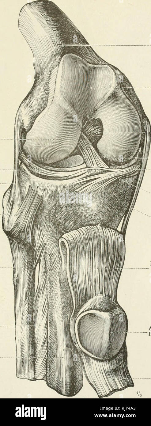 . An atlas of human anatomy for students and physicians. Anatomy. THE ARTICULATIONS OF THE LOWER LIMB 229 External condyle Condylus lateralis External semilunar fibrocartilage Meniscus lateralis External lateral ligament of the knee-joint Lig. collaterale fibulare Anterior superior tibiofibular ligament Ligg. capituli fibulae The fibula Fibula Interosseous membrane, or ligament, of the leg Membrana interossea cruris The tibia Tibia. The femur Patellar surface 'Fades patellaris Posterior or internal crucial ligament Lig. cruciatum posterius Anterior or external crucial ligament Lig. cruciatum a Stock Photo