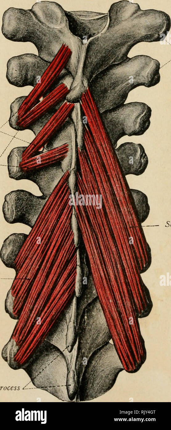 Atlas and text-book of human anatomy. Anatomy -- Atlases. 15° ATLAS AND  TEXT-BOOK OF HUMAN ANATOMY. Fig. 239.—The superficial layer of the long  muscles of the back. All the flat muscles,
