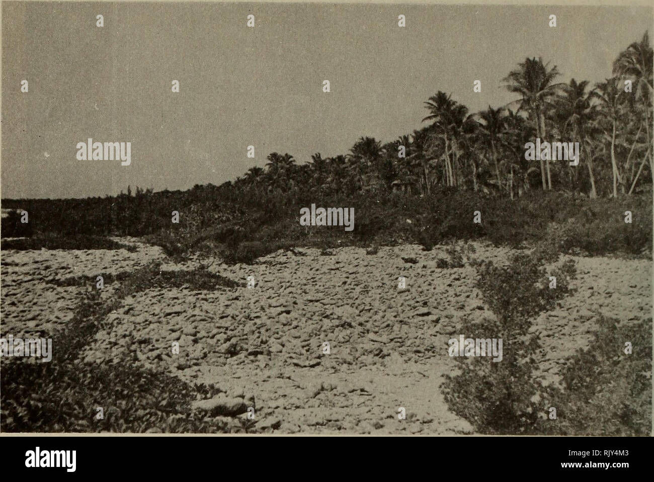 . Atoll research bulletin. Coral reefs and islands; Marine biology; Marine sciences. Fig. 21. Shingle beach on E (ocean) side of main islet, coconut plan- tation back of Suriana maritima fringe at top of beach, scattered Scaevola (prostrate), Timonius, and Suriana, on beach slope. Fig. 22. Detail of Fig. 21: Suriana maritima and Tournefortia (back), and Timonius polygamus in foreground.. Please note that these images are extracted from scanned page images that may have been digitally enhanced for readability - coloration and appearance of these illustrations may not perfectly resemble the orig Stock Photo