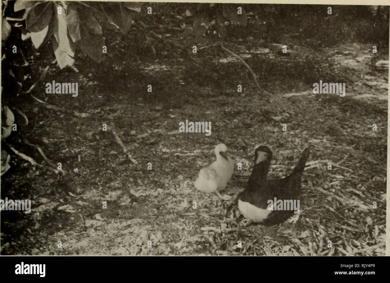 . Atoll research bulletin. Coral reefs and islands; Marine biology; Marine sciences. Fig. 19. Brown booby (Sula leucogaster) with downy young, nesting on ground in Tournefortia forest opening, on Bird islet no. 5. Fig. 20. Red-tailed tropic-bird (Pha^thon rubricauda) nesting on ground in shelter of a fallen Tournefortia tree on Bird islet no. 5.. Please note that these images are extracted from scanned page images that may have been digitally enhanced for readability - coloration and appearance of these illustrations may not perfectly resemble the original work.. Smithsonian Institution. Press Stock Photo
