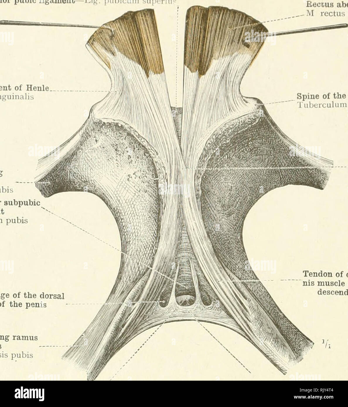 . An atlas of human anatomy for students and physicians. Anatomy. 220 THE IRTICULATIONS OF THE LOWER LIMB Superior pubic ligament — Lig. pubii um u. Rectus abdominis muscle  -M rectus abdominis Spine of the pubis Tuberculum pubicum Interlacing of the fibres of the tendons of origin of the rectus abdominis muscles' Tendon of origin of the rectus abdomi- muscle attached to the inferior or descending ramus of the pubis Ligament of Henle Falx inguinalis Superior or ascending ramus of the pubis Ramus superior ossis pubis Inferior pubic or subpubic ligament Lig. arcuatum pubis Foramen for the passag Stock Photo