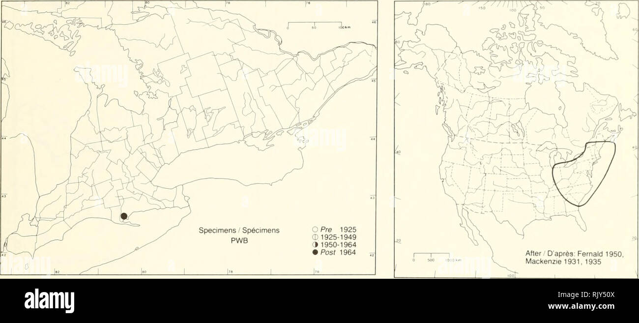 . Atlas of the rare vascular plants of Ontario. Rare plants; Botany. Atlas of the Rare Vascular Plants of Ontario / Atlas des plantes vasculalres rares de l'Ontario CYPERACEAE Carex virescens Muhl. ex Schkuhr Ribbed sedge Carex verdâtre. Atter / D'après: Fernald 1950, Mackenzie 1931. 1935 HABITAT: Mesic hardwood forests. STATUS: Rare in Quebec. HABITAT: Forêts de feuillus mésiques. SITUATION: Rare au Québec. P.W. Bail &amp;D.J. White 1982. Please note that these images are extracted from scanned page images that may have been digitally enhanced for readability - coloration and appearance of th Stock Photo