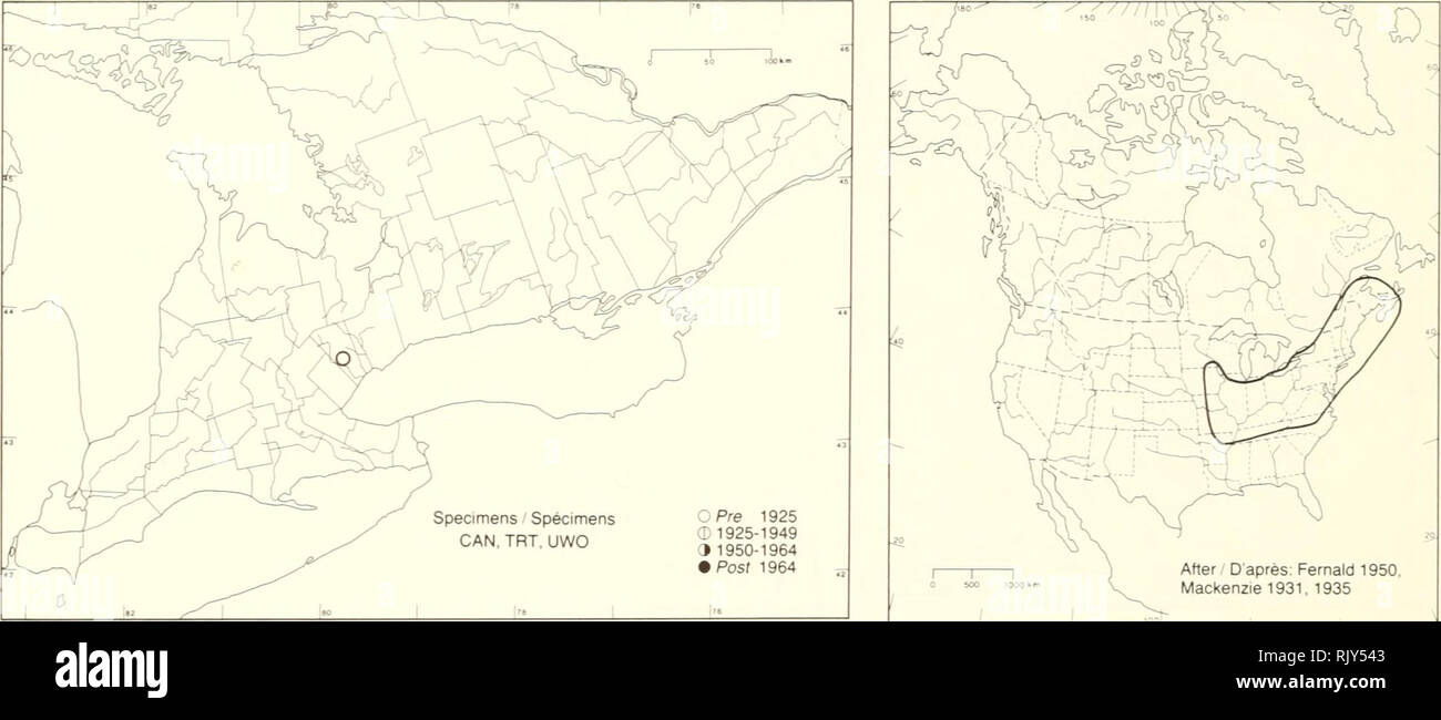 . Atlas of the rare vascular plants of Ontario. Rare plants; Botany. Atlas of the Rare Vascular Plants of Ontario Atlas des plantes vasculaires rares de l'Ontario CYPERACEAE Carex torta Boott Twisted sedge Carex tordu. After D'après: Fernald 1950. Mackenzie 1931. 1935 HABITAT: Moist grasslands. NOTES: This plant has not been collected m the pro- vince since 1910. HABITAT: Steppes humides. REMARQUES: Cette plante n'a pas été récoltée dans la province depuis 1910. P.W. Bail &amp;D.J. White 1982. Please note that these images are extracted from scanned page images that may have been digitally enh Stock Photo