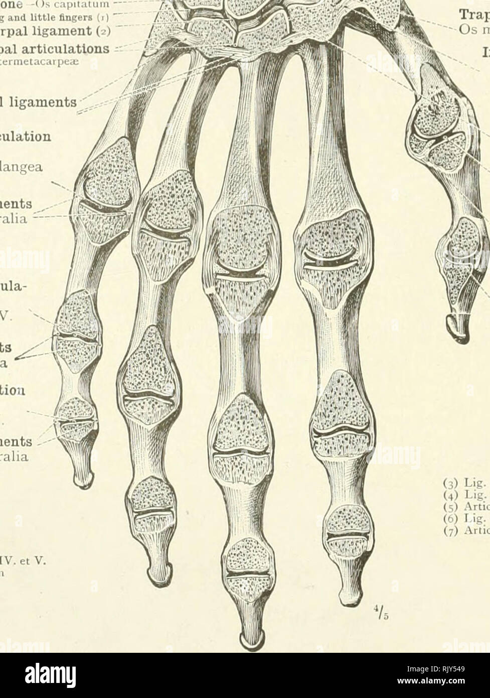 Distal Interphalangeal Joint High Resolution Stock Photography And Images Alamy