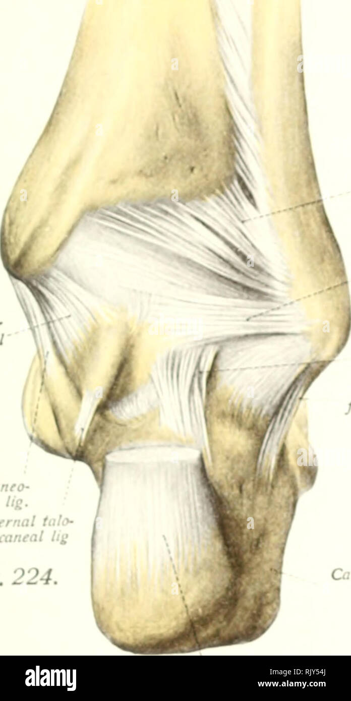 . Atlas and text-book of human anatomy. Anatomy -- Atlases. Tibia ...