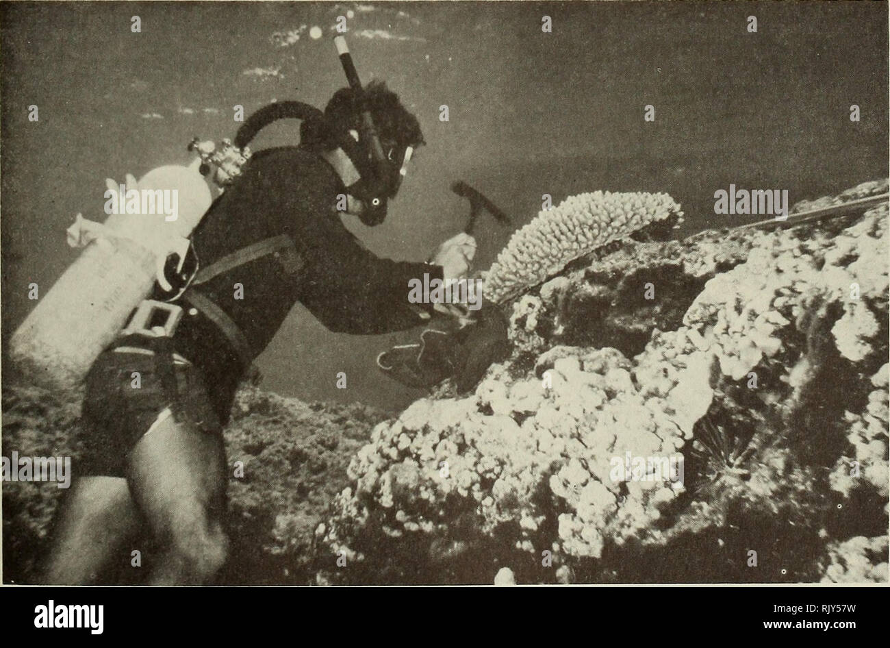 . Atoll research bulletin. Coral reefs and islands; Marine biology; Marine sciences. Figure 20. Coral head in lagoon with Montipora sp. aff bilaminata as dominant coral.. Figure 21. Outer coral reef with diver Richard Costello taking sample from colony of Acropora nasuta Just below this colony is a small nodule of Plesiastrea versipora.. Please note that these images are extracted from scanned page images that may have been digitally enhanced for readability - coloration and appearance of these illustrations may not perfectly resemble the original work.. Smithsonian Institution. Press; Nationa Stock Photo