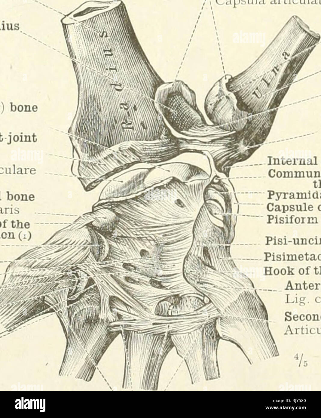 An atlas of human anatomy for students and physicians. Anatomy. Capsule of  the inferior radio- ulnar articulation Capsula articulationis radio ulnaris  distalis Lunar (or semilunar) bone Os lunatum Internal lateral ligament