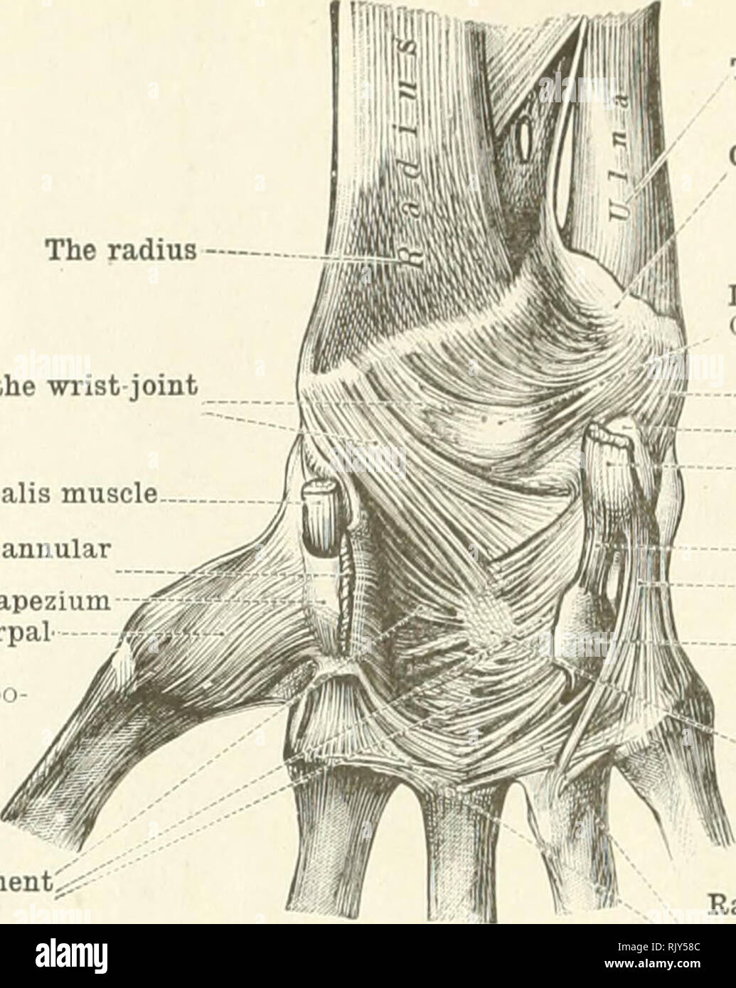 A manual of anatomy . .—The right temporo-mandib-ular articulation seen  from the outerside. {Sobotla anil McMurrich.) Fig. 87.—The right temporo- mandibu-lar articulation seen from the inner side.{Sobotta and McMurrich.)  lates with the demifacet of the two