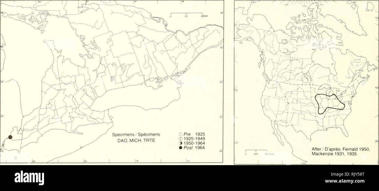 . Atlas of the rare vascular plants of Ontario. Rare plants; Botany. Atlas of the Rare Vascular Plants of Ontario / Atlas des plantes vasculaires rares de l'Ontario CYPERACEAE Carex suberecta (OIney) Britt. Sedge Carex. After / D'après: Fernald 1950, Mackenzie 1931, 1935 HABITAT: Moist meadows and shores. STATUS: Rare in Canada. Endangered in Ohio and Wisconsin; rare in Virginia. HABITAT: Prairies humides et rivages, SITUATION: Rare au Canada. Menacée d'extinction en Ohio et au Wisconsin; rare en Virginie. P.W. Bail, B. Boivin, &amp; D.J. White 1982. Please note that these images are extracted Stock Photo