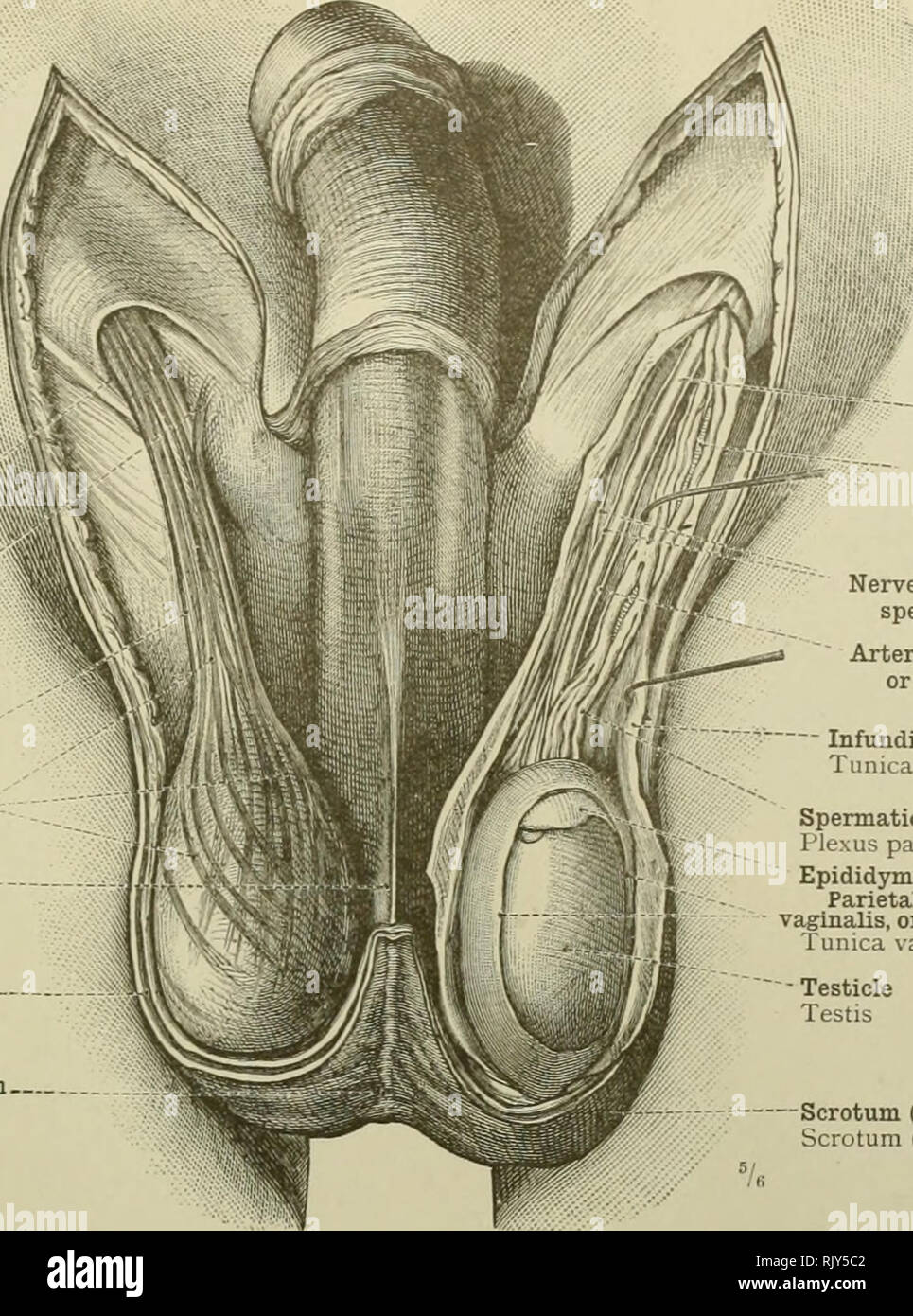 . An atlas of human anatomy for students and physicians. Anatomy. MALE REPRODUCTIVE ORGANS 501 I External or superficial abdominal ring- Annulus inguinalis sub cutaneus Accessory slip of origin of the cremaster muscle Spermatic cord Funiculus spermaticus, Cremaster muscle - M. cremaster I Septum of the scrotum Septum scroti Dartos tunic Tunica dartob — Raphe of the scrotum.. Raphe scroti. Vas deferens Ductus deferens Spermatic artery A testicularis (spermatica interna) Nerve filaments of the spermatic plexus Artery of the vas deferens, or deferential artery A deferentialis — Infundibuliform fa Stock Photo