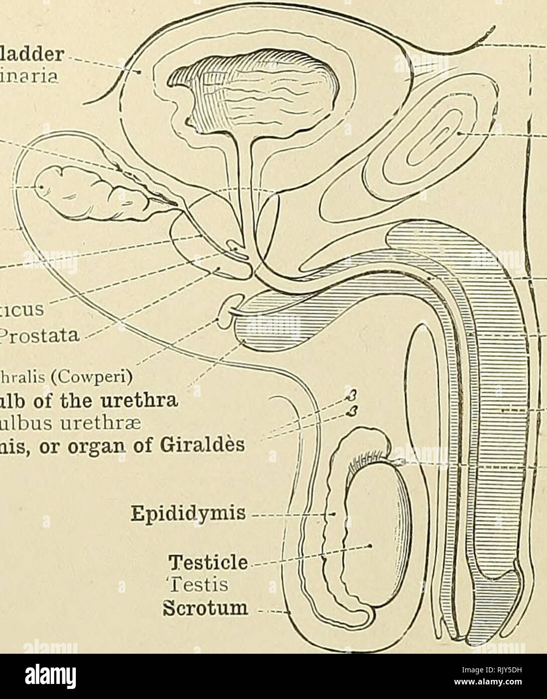 ampulla male reproductive system