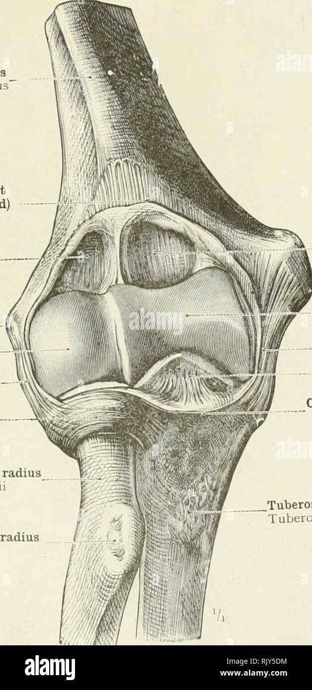 Annular Ligament Of Radius Hi res Stock Photography And Images Alamy