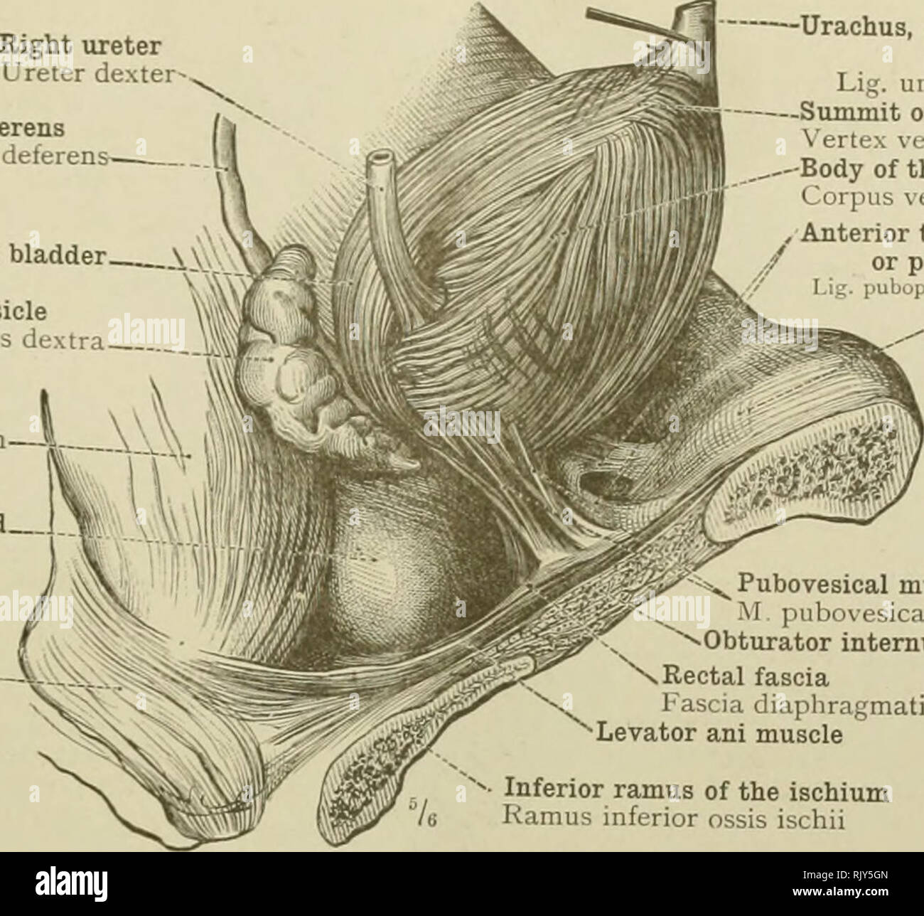 bladder base anatomy