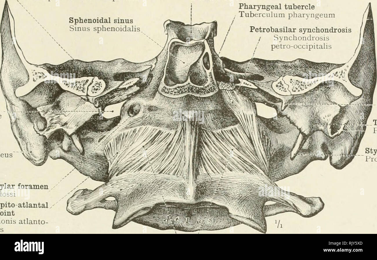 . An atlas of human anatomy for students and physicians. Anatomy. &quot;HE ARTICULATIONS AND LIGAMENTS OE THE HEAD 193 Petrous portion of the temporal bone Pars petrosa ossis temporalis Dorsum sellae Dorsum sellas Pharyngeal tubercle , Tuberculum pharyngeum Jugular foramen yg Foramen jugulare Mastoid process Processus mastoideus Posterior condylar foramen Canalis hvpoglossi Capsule of the occipito atlantal synovial joint Capsula articulationis atlanto- occipitalis. Spinous process of the sphenoid bone Spina angularis Tympanic plate 1'ars tympanica Styloid process Processus styloideus  Anterio Stock Photo