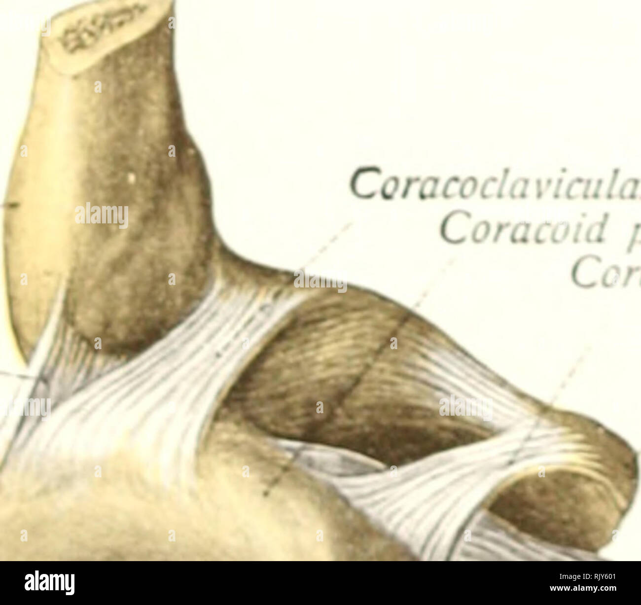 Sternoclavicular Joint Ligaments Diagram Diagram Quizlet, 44 OFF