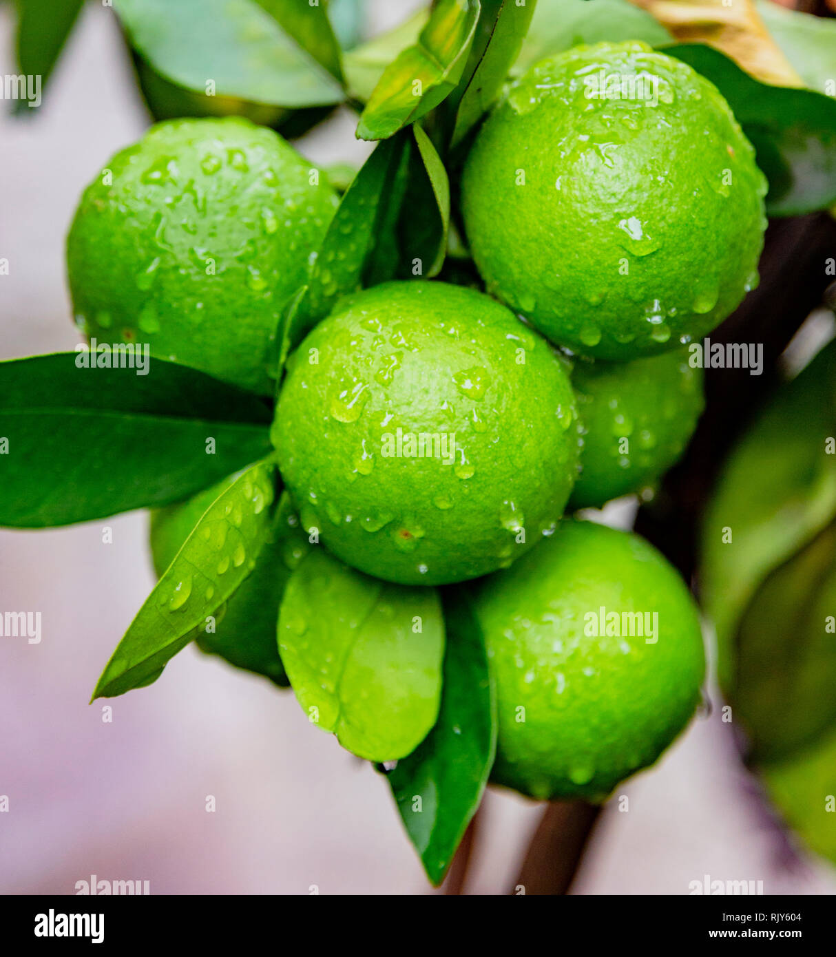 Ripe wet limes on the tree, ready to harvest Stock Photo Alamy